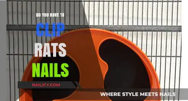 Rats' Nail Care: Do You Need to Clip Their Nails?