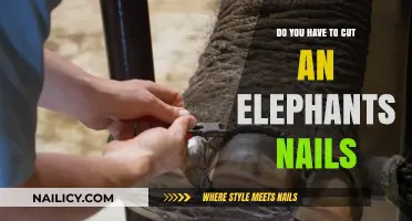 The Importance of Trimming an Elephant's Nails