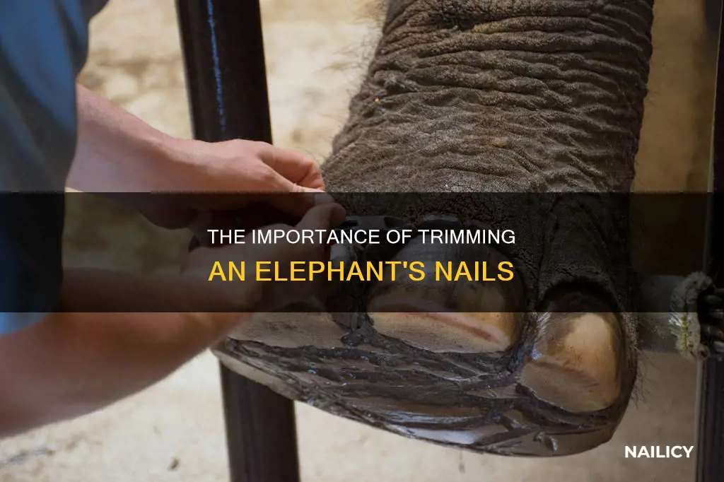do you have to cut an elephants nails