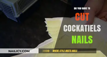Cockatiel Claw Care: Trimming Your Bird's Nails