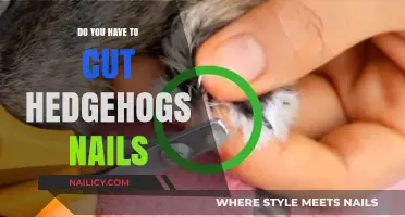 How to Care for Your Hedgehog's Nails