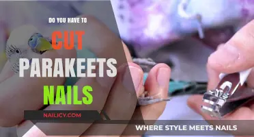 Parakeet Nail Care: When and How to Trim