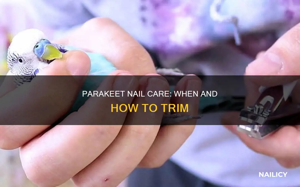 do you have to cut parakeets nails