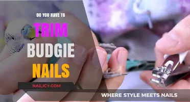 Trimming Your Budgie's Nails: An Important Part of Bird Care