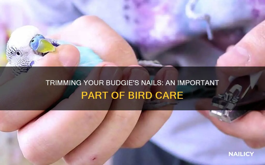 do you have to trim budgie nails
