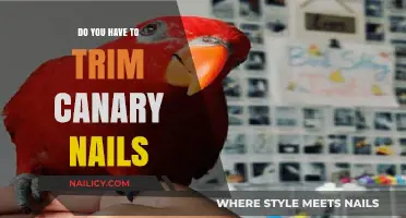 How to Keep Your Canary's Nails Trim and Healthy