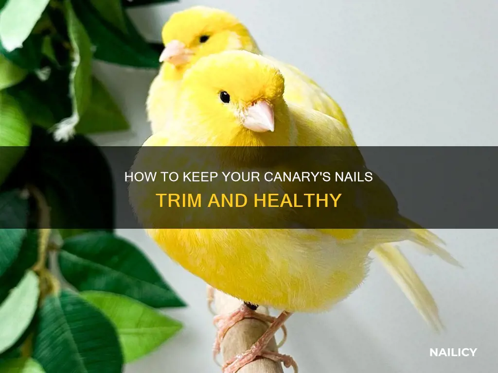 do you have to trim canary nails