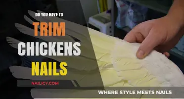 Trimming Chicken Nails: An Important Part of Their Care