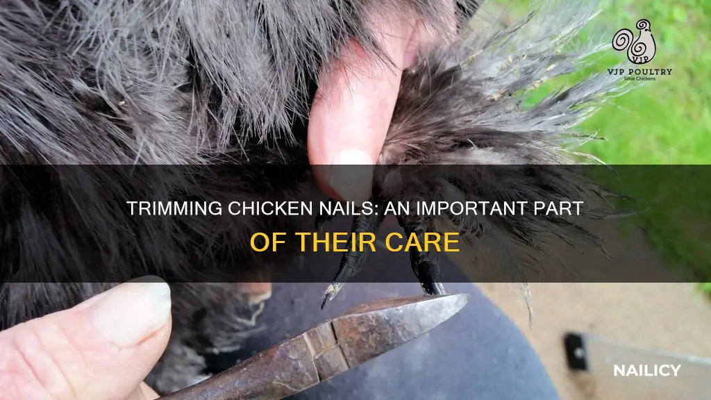 do you have to trim chickens nails