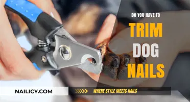 Trimming Dog Nails: Essential Care for Your Pet's Health
