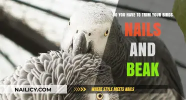 Trimming Nails and Beaks: Bird Grooming Basics