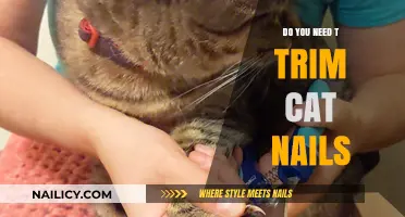 Trimming Cat Nails: Why, When, and How?