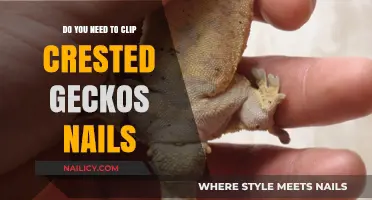 Crested Gecko Nail Care: To Clip or Not to Clip?