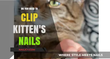 Should You Trim Your Kitten's Nails? A Complete Guide