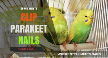 Parakeet Nail Care: Clipping Essentials for Healthy, Happy Birds