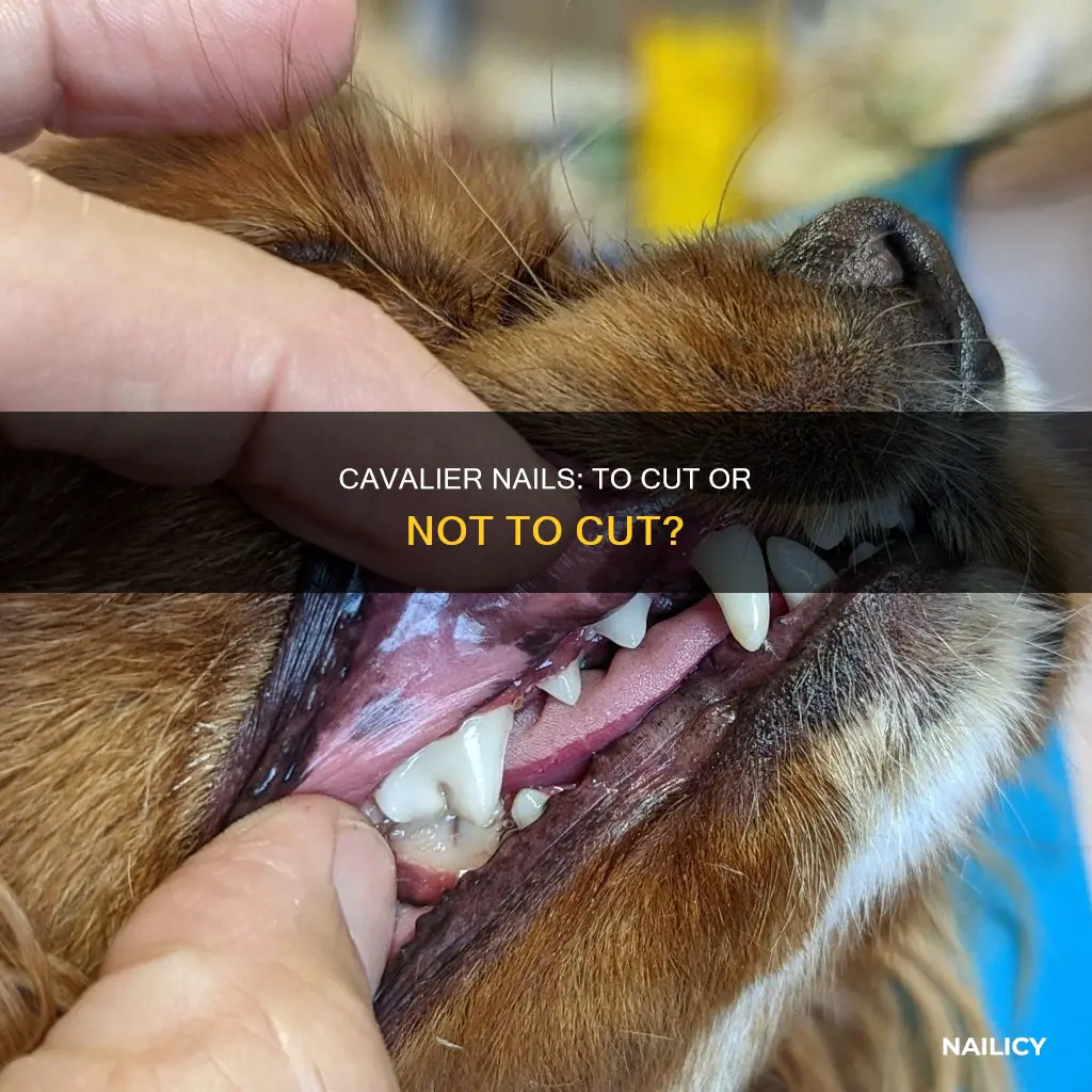 do you need to cut cavalier king charles nails