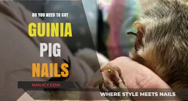 Guinea Pig Nails: When and How to Trim