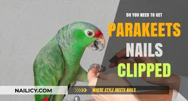 Parakeet Nail Care: Clipping Essentials for Happy Birds