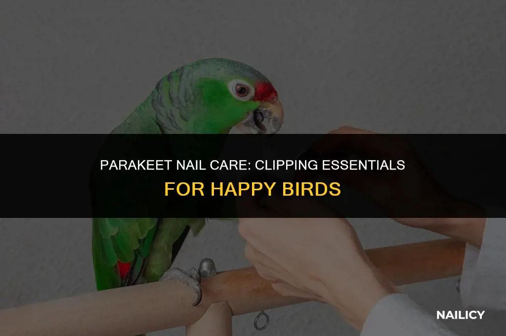 do you need to get parakeets nails clipped