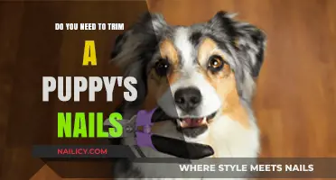 How Often Should You Trim Your Puppy's Nails?
