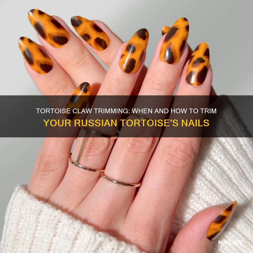 do you need to trim a russian tortoise nails