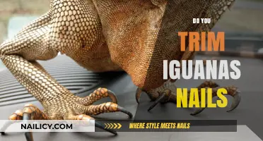 Iguana Nail Trimming: An Essential Care Guide