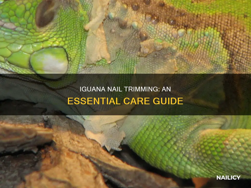 do you trim iguanas nails