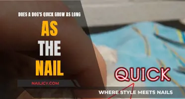 Dog Quick and Nail Growth: What's the Difference?