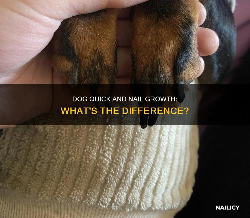 does a dog