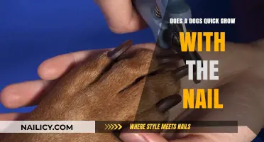 How Dog Quick Growth Relates to Nail Length