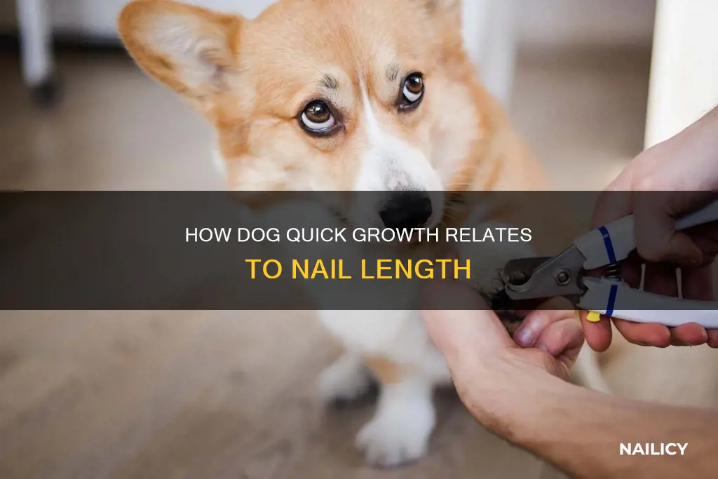 does a dogs quick grow with the nail