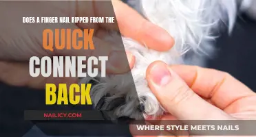 How Fingernails Can Regrow After Ripping at the Quick