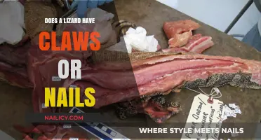Claws or Nails? Unveiling the Truth About Lizard Foot Anatomy