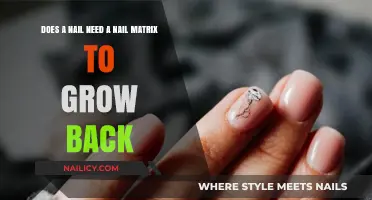 How Nails Regenerate: The Nail Matrix's Role