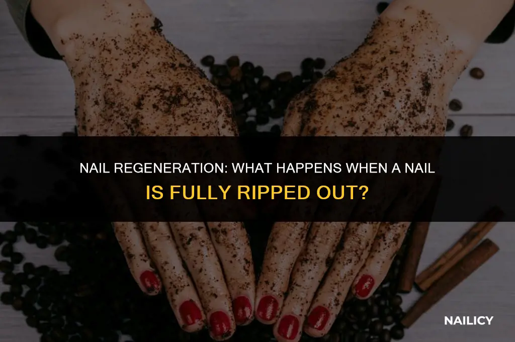 does a nail regrow if it fully gets ripped out