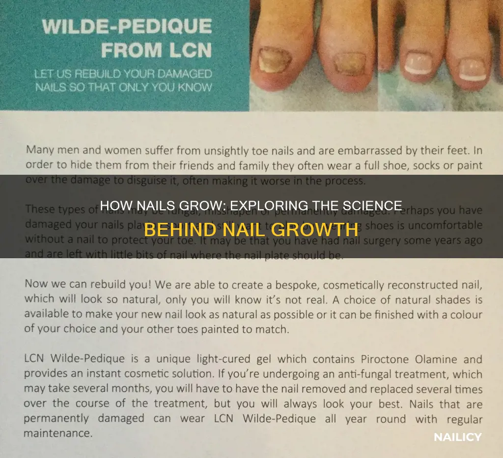 does a new nail grow