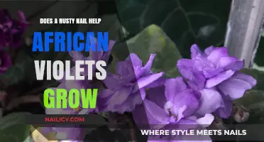 Rusty Nail Fertilizer: African Violet Super-Growth Secret?