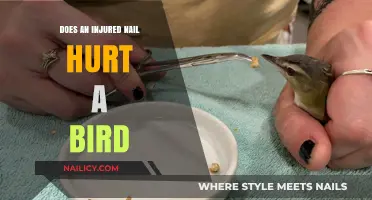 Does an Injured Nail Hurt a Bird? Understanding Avian Pain and Care