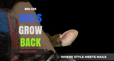 How Quickly Do Cat Claws Grow Back?
