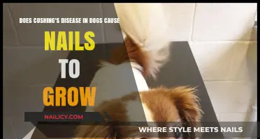 Cushing's Disease in Dogs: Nail Growth?