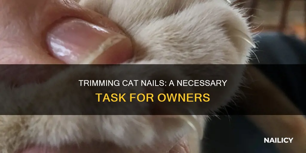 does cutting cat nails help