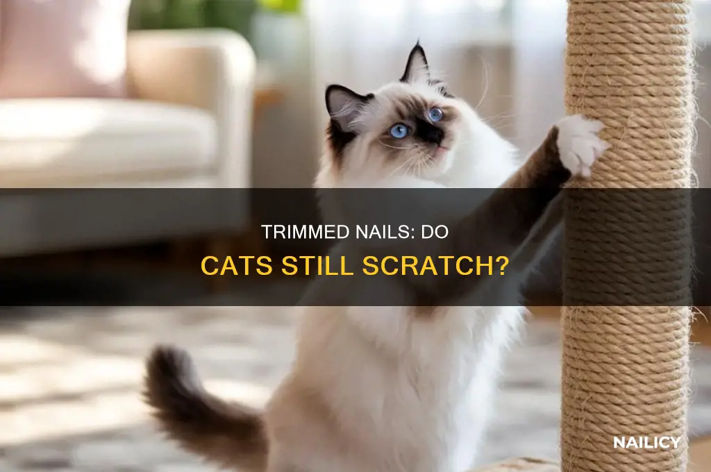 does cutting cat nails make them stop scratching