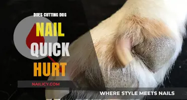 How to Safely Trim Your Dog's Nails
