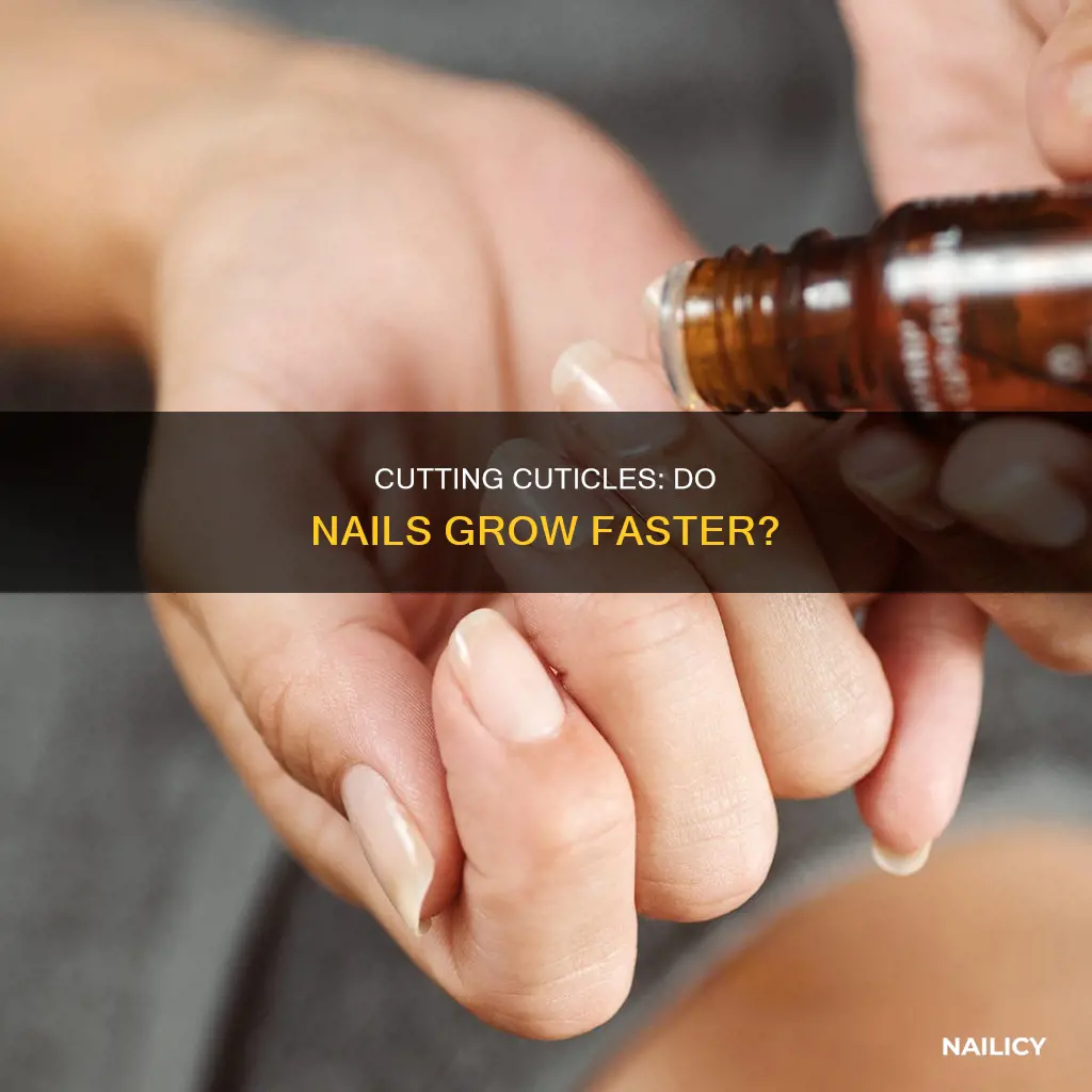 does cutting your cuticles make your nails grow