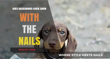 Dachshunds' Quick Nail Growth: What You Need to Know