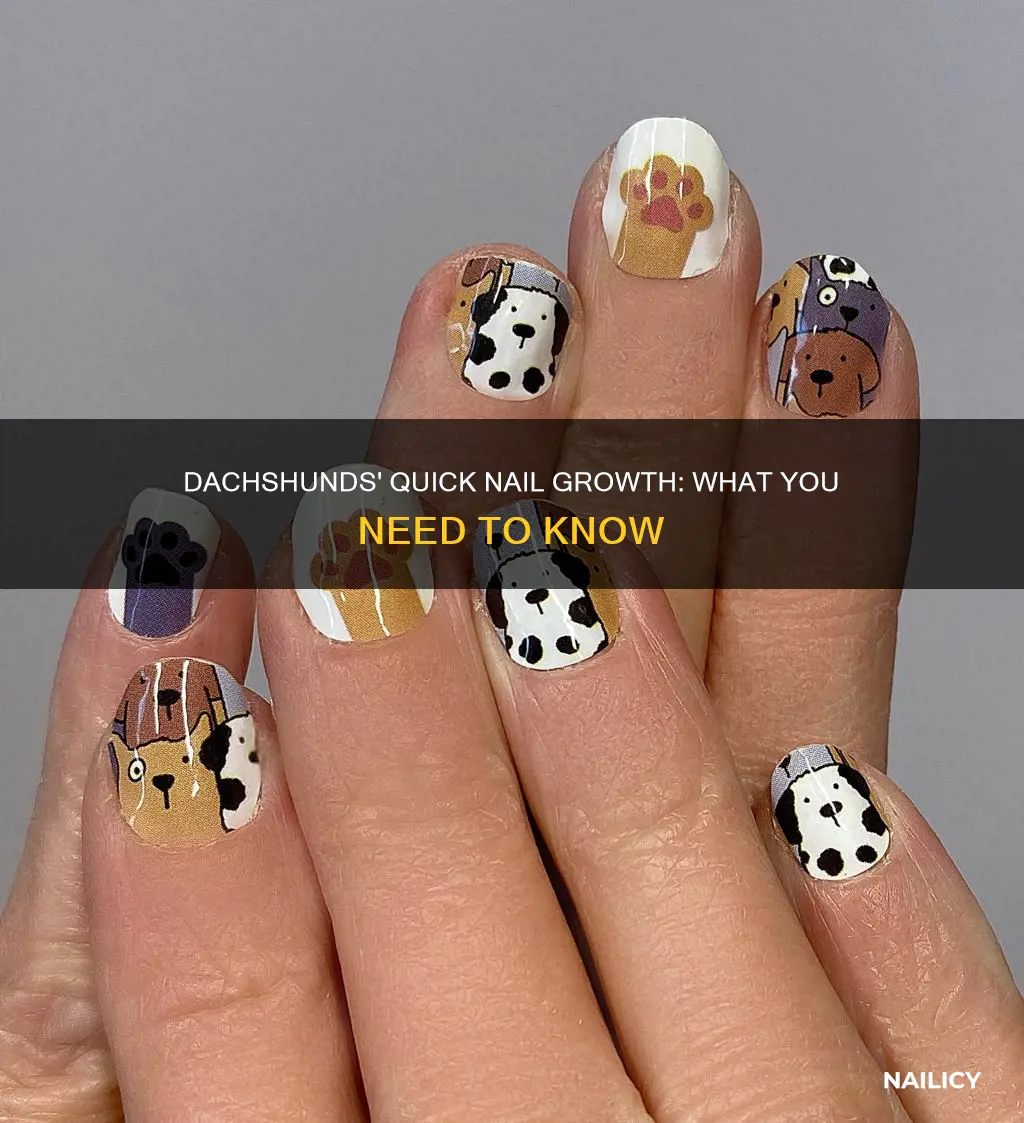 does dachshunds quick grow with the nails