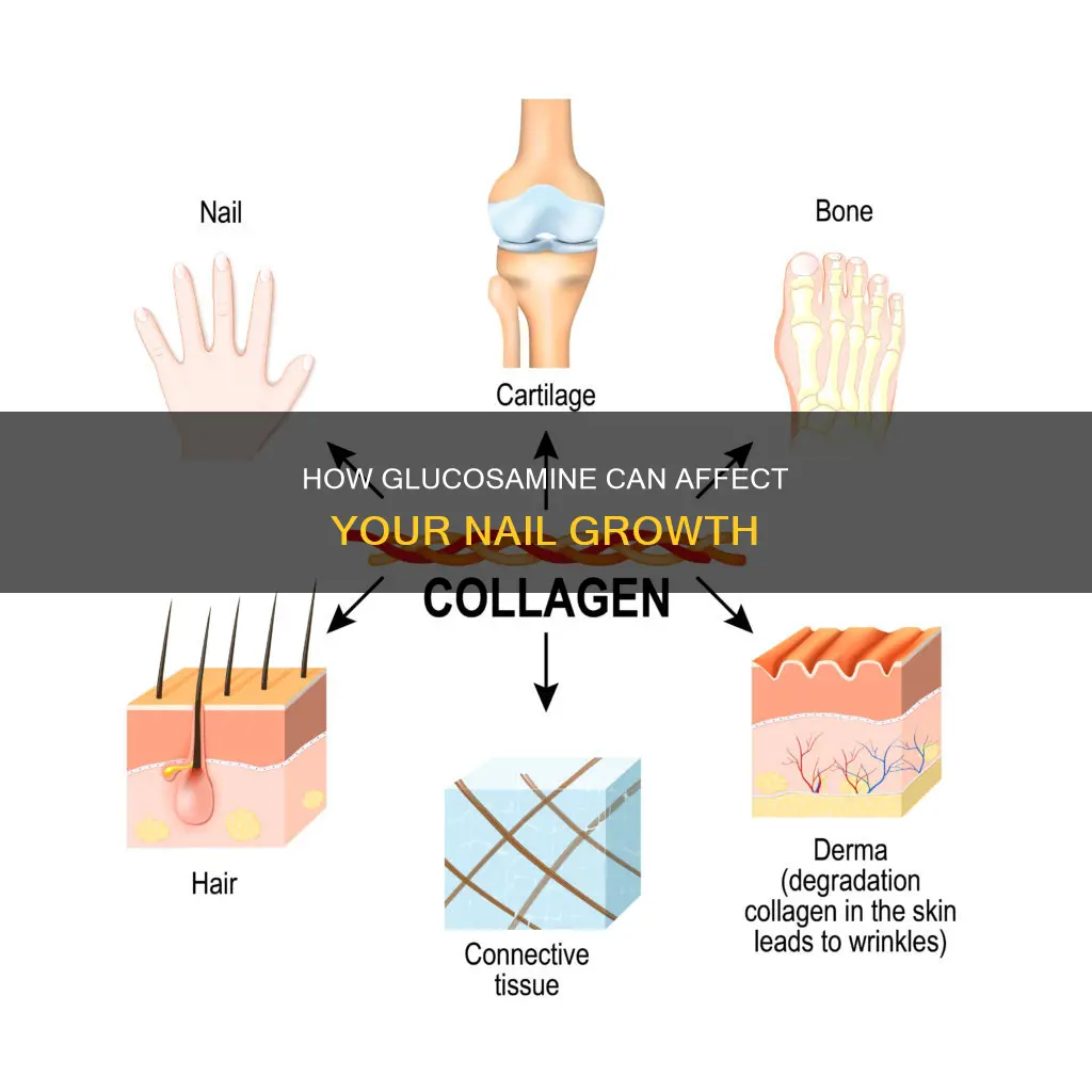 does glucosamine make your nails grow
