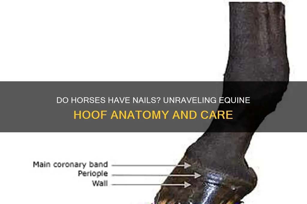 does horse have nails