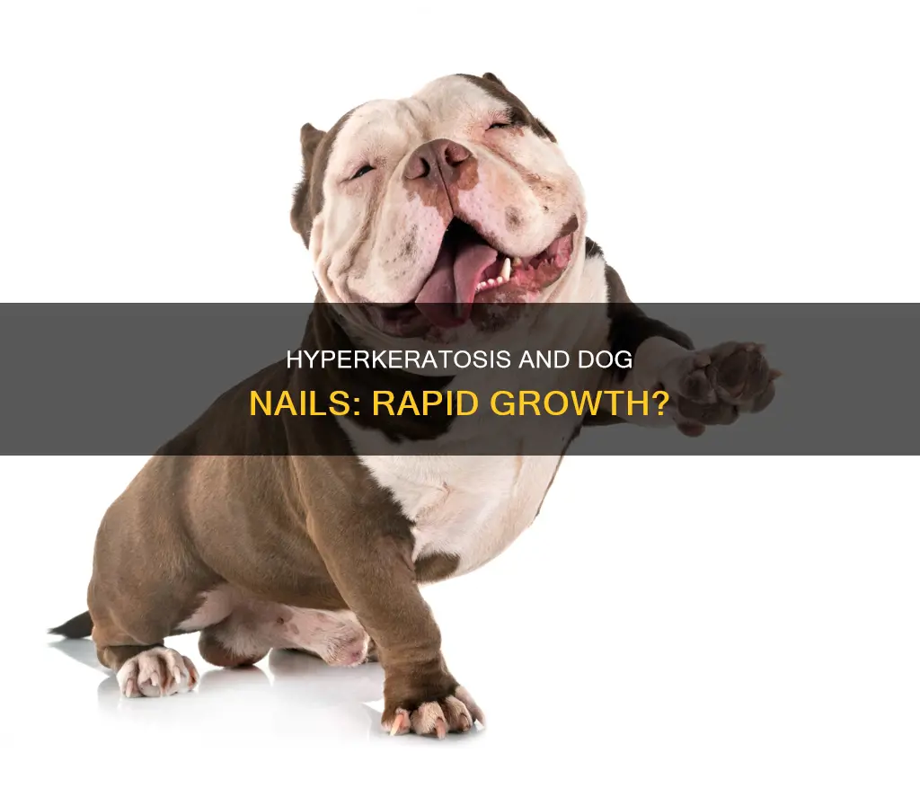 does hyperkeratosis cause dogs nails to grow quickly