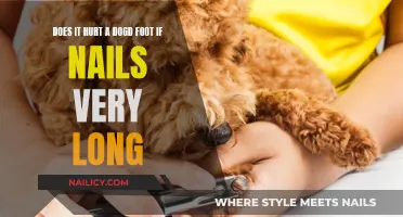 Long Nails: Painful Paws for Pooches